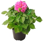 Aktuelles Dahlie Angebot bei Penny in Koblenz ab 1,99 €