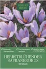 Herbstblühender Safrankrokus Flieder im Pflanzen Kölle Prospekt Herbstblühender Safrankrokus Flieder von Kölle`s Beste im aktuellen Pflanzen Kölle Prospekt für 3,99 €