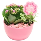 Compositions plantes fleuries dans le catalogue Carrefour