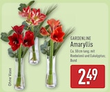 Amaryllis im ALDI Nord Prospekt Amaryllis von GARDENLINE im aktuellen ALDI Nord Prospekt für 2,49 €