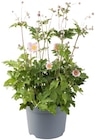 Herbstanemone oder Chrysantheme »Duo XL« im Angebot bei REWE in Monheim Herbstanemone oder Chrysantheme »Duo XL« Angebote bei REWE Monheim für 3,79 €