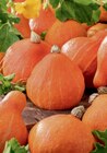 Kürbis Angebote bei toom Baumarkt Gifhorn für 3,49 €