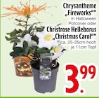 Chrysantheme "Fireworks" oder Christrose Helleborus "Christmas Carol" von  im aktuellen EDEKA Prospekt für 3,99 €