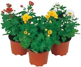 Chrysanthemen »Mini Swifty« Angebote bei REWE Braunschweig für 1,11 €