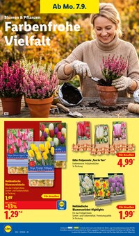 Blumen im Lidl Prospekt "LIDL LOHNT SICH" mit 73 Seiten (Hamburg)