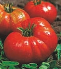 Plants de tomates - U Express à Strasbourg Plants de tomates en promo chez U Express Strasbourg à 1,90 €