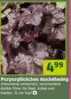 Purpurglöckchen Angebote bei Pflanzen Kölle Dachau für 4,99 €