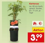 Kletterrose bei Netto Marken-Discount im Prospekt "" für 3,99 €