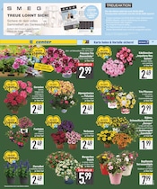 Aktueller E center Prospekt mit Blumen, "Wir lieben Lebensmittel.", Seite 17