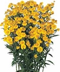 SONNENBRAUT (HELENIUM) Angebote von GROW BY OBI bei OBI Esslingen für 9,99 €