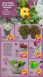 Ähnliche Terrassenplatten Angebote im Prospekt "Dein Markt" von REWE in Brandenburg Ähnliche Angebote wie Terrassenplatten im Prospekt "Dein Markt" auf Seite 17 von REWE in Brandenburg