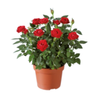 Rosier en pot - Lidl à Neuilly-sur-Seine Rosier en pot en promo chez Lidl Neuilly-sur-Seine à 1,99 €