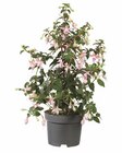 Fuchsien im Lidl Prospekt Fuchsien im aktuellen Lidl Prospekt für 4,49 €