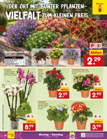 Pflanzen im aktuellen Netto Marken-Discount Prospekt (Aachen) Pflanzen im Netto Marken-Discount Prospekt "Aktuelle Angebote" mit 73 Seiten (Aachen)