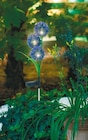 Solar-Blumenstecker Alium Angebote von GARDEN DREAM bei Netto mit dem Scottie Falkensee für 7,99 €
