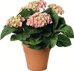 Hortensie Angebote bei Zimmermann Laatzen für 10,99 €