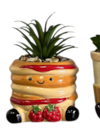 Promo Succulente à 2,78 € dans le catalogue B&M à Bruay-la-Buissière
