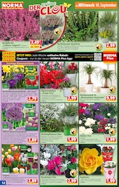Blumenzwiebeln im Norma Prospekt in Menden Aktueller Norma Prospekt mit Blumenzwiebeln, "Mehr fürs Geld", Seite 12