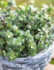 Callisia repens Angebote bei Garten-Center Nordharz GmbH & Co. KG Wolfsburg für 3,99 €