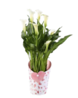 Calla in Potcover  im aktuellen Lidl Prospekt für 7,99 €