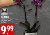 Orchidee Angebote von EDEKA Herzstücke bei EDEKA Düsseldorf für 9,99 €
