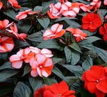 Promo Impatiens Nouvelle-Guinée à 4,99 € dans le catalogue Ma Jardinerie à Exincourt