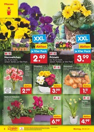Netto Marken-Discount Blumen im Prospekt 