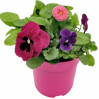 Frühlingspflanzen-Trio  im aktuellen Hagebaumarkt Prospekt für 2,99 €