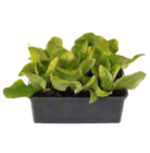 Gemüse- und Salatpflanzen im aktuellen OBI Prospekt