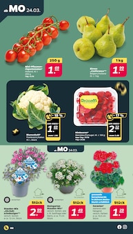 Blumen im Netto mit dem Scottie Prospekt "Günstig. Besser. Für Dich." mit 32 Seiten (Lübeck)