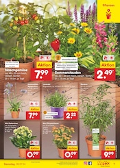 Chrysanthemen Angebote im Prospekt "Aktuelle Angebote" von Netto Marken-Discount auf Seite 8
