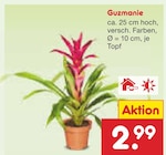 Aktuelle Zimmerpflanzen Angebote bei Netto Marken-Discount in Frankfurt (Main) Aktuelles Guzmanie Angebot bei Netto Marken-Discount in Frankfurt (Main) ab 2,99 €