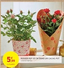 Rosier pot 12 cm dans un cache pot dans le catalogue Intermarché