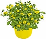Husarenknöpfchen im Angebot bei BayWa Bau- und Gartenmärkte in Würzburg Husarenknöpfchen Angebote bei BayWa Bau- und Gartenmärkte Würzburg für 3,99 €