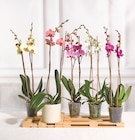 Orchidée 2 tiges en promo chez Super U Amiens à 12,99 €