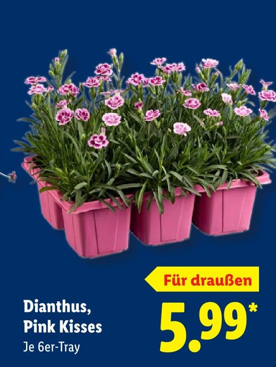 Dianthus, Pink Kisses