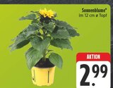 Sonnenblume im Angebot bei EDEKA in Erlangen Sonnenblume Angebote bei EDEKA Erlangen für 2,99 €