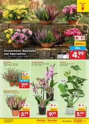 Ähnliche Stiefmütterchen Angebote im Prospekt "Aktuelle Angebote" von Netto Marken-Discount in Oldenburg Ähnliche Angebote wie Stiefmütterchen im Prospekt "Aktuelle Angebote" auf Seite 19 von Netto Marken-Discount in Oldenburg