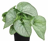 Kaukasus-Vergissmeinnicht 'Silver Heart' im Dehner Garten-Center Prospekt Kaukasus-Vergissmeinnicht 'Silver Heart' von im aktuellen Dehner Garten-Center Prospekt fĂŒr 11,99 âŹ