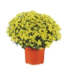 Lidl Landsberg - Chrysanthemenbusch Angebot im Prospekt Chrysanthemenbusch bei Lidl im Landsberg Prospekt für 3,49 €