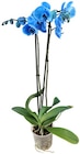 Orchidee »Smile« Angebote bei REWE Hennef für 11,99 €