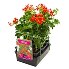 Géranium Lierre Simple en promo chez Carrefour Market Avignon à 6,50 €