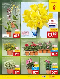 Netto Marken-Discount Blumenampel im Prospekt 