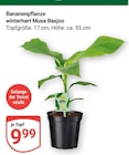 Aktuelle Bananen Angebote bei GLOBUS in Ludwigshafen (Rhein) Aktuelles Bananenpflanze winterhart Musa Basjoo Angebot bei GLOBUS in Ludwigshafen (Rhein) ab 9,99 €