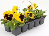 Aktuelle Blumen Angebote bei Thomas Philipps in Hamburg Aktuelles Hornveilchen oder Stiefmütterchen Angebot bei Thomas Philipps in Hamburg ab 1,99 €