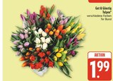 Tulpen Angebote von Gut & Günstig bei nah und gut Bautzen für 1,99 €