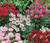 Œillet Plumarius Pot 17 cm à Intermarché Super dans Perrou