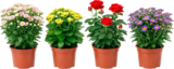 MIX PLANTES FLEURIES - SANS MARQUE - Auchan Hypermarché à Angers MIX PLANTES FLEURIES - SANS MARQUE en promo chez Auchan Hypermarché Angers à 2,99 €