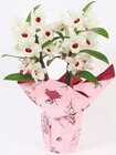 Promo Orchidée Phalaenopsis à 18,99 € dans le catalogue Cora à Saint-Nabord