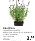 LAVENDEL im Angebot bei Dehner Garten-Center in Karlsruhe LAVENDEL Angebote bei Dehner Garten-Center Karlsruhe für 2,99 €